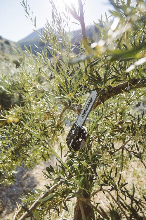 Echo X-Series Power Pruner with telescopic shaft PPT-2620HES - PAS-2620ES-MTA-PP-2019 (11).jpg